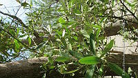 UM002 S0012 Avicennia germinans.jpg