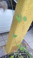 ZG012 0011 Pachyrhizus erosus.jpg