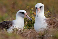 JRRO0495 Phoebastria immutabilis.jpg