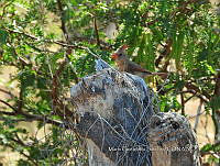 MCS IM0001 Cardinalis cardinalis ssp. Mariae.jpg