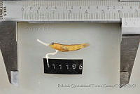 RQTG1343 Elacatinus puncticulatus.jpg