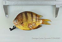 SGQ1238 Abudefduf troschelii.jpg