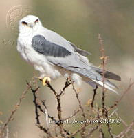 IE003 0046 Elanus leucurus.jpg