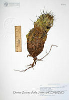 DZAJ2223 Echinocereus fendleri ssp. fendleri.JPG