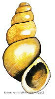 RAA1023 Coxiella sp.jpg