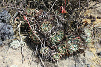 SL0693 Echeveria subalpina.jpg