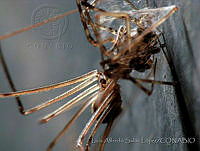 LASL0096 Physocyclus dugesi.jpg