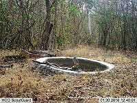 MAGB 0209 Buteo plagiatus.JPG