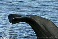 CNS0830 Physeter macrocephalus.jpg