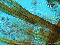 UNAMGAMZ-29 Dichothrix orsiniana.jpg