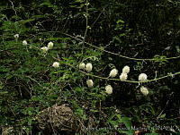 CGVM0755 Mimosa malacophylla.jpg