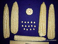 SinOPV266 Zea mays.jpg
