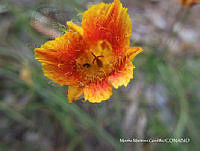 proy JF091 0077 Calochortus barbatus.JPG