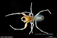 ME006 araña 0008 Zygoballus rufipes.jpg