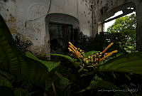 IDG1268 Mérida, Yucatán (2).jpg