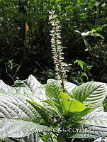 JF092 0367 Acalypha macrostachya.jpg