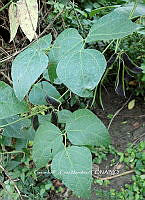 RG055 0258 Phaseolus lunatus.jpg