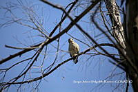 SADR0013 Rupornis magnirostris.jpg
