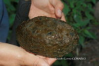 JCC0466 Kinosternon integrum.JPG