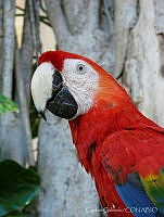 CGL3520 Ara macao.jpg