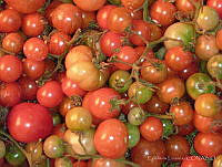 EL0019 Solanum glaucescens.jpg