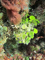 BDP0197 Halimeda tuna.jpg