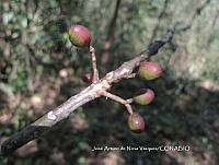 JAdNV0084 Bursera simaruba.JPG
