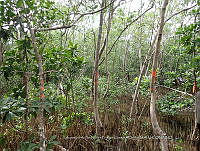 UM001 0111 Avicennia germinans.jpg