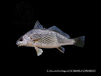 CICIMAR0542 Umbrina analis.jpg