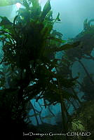 IDG0116 Eisenia arborea.jpg