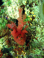 RRR147 Dudresnaya columbiana.jpg
