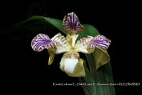 Atleq 0775 Neomarica variegata.jpg