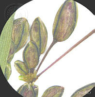 SL3936 Gibasis linearis ssp. linearis.jpg