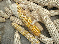 ZG014 0255 Zea mays.jpg