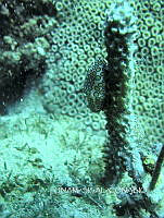 NE018 0854 Cyphoma gibbosum.jpg