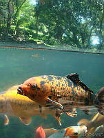 CGL0769 Cyprinus carpio.jpg