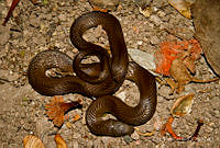 EGP0352 Coniophanes alvarezi.jpg