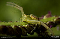 Araña Cangrejo.jpg