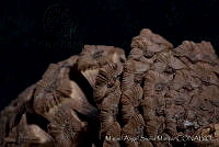 MASM03243 Pinus douglasiana.jpg