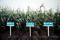 FGM0008 Zea mays.JPG