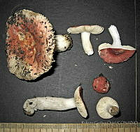 RGO0128 Russula sp..JPG