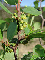 OTV2960 Erythroxylum rotundifolium.jpg