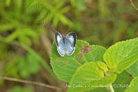 JCGM03057 Celastrina echo ssp. gozora.jpg