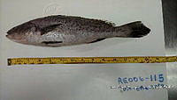 RE006 0047 Totoaba.tif