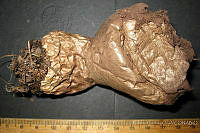 RGO0269 Lycoperdon excipuliforme.JPG