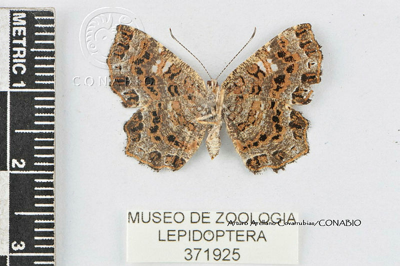 JF018%200645%20Calydna%20venusta%20venusta.jpg.rSfUq7P8MfGZJ djQA3g0JtbmFja29CbnFuZ3NAbXJ6LGtwZwA.9g2uyklC7i