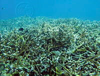 MVM010 Acropora cervicornis.jpg