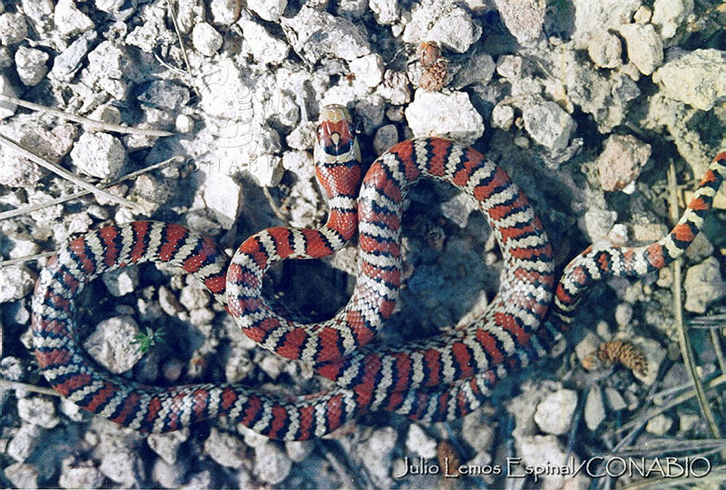 JLECE001 20%20Lampropeltis%20knoblochi.jpg.iSeF7pX0MVXnXSVhQA3g0JtbmFja29CbnFuZ3NAbXJ6LGtwZQA.shQwT O9Gf