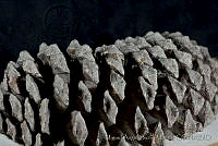 MASM03333 Pinus devoniana.jpg