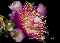 MN6PyH0019 Cylindropuntia fulgida.jpg